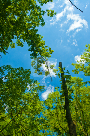 To use this stock image in your creative project, please select the size you need over to the right and click the "Add to Cart" button.
Your downloaded image will come with the Cutcaster watermark removed so don’t worry about the watermark you see on this page. Blue Sky with Clouds stock photo, Blue sky background with white clouds and a tree by Johan Knelsen