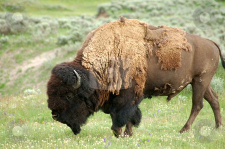 To use this stock image in your creative project, please select the size you need over to the right and click the "Add to Cart" button.
Your downloaded image will come with the Cutcaster watermark removed so don’t worry about the watermark you see on this page. Yellowstone Bison stock photo, Strong bison at yellowstone national park eating grass by Nilanjan Bhattacharya