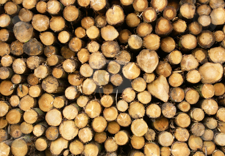 To use this stock image in your creative project, please select the size you need over to the right and click the "Add to Cart" button.
Your downloaded image will come with the Cutcaster watermark removed so don’t worry about the watermark you see on this page. Close up of stacked cut forest tree logs. stock photo, Close up of stacked cut forest tree logs. by Stephen Rees