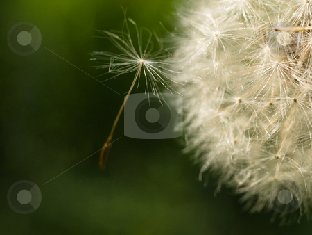 To use this stock image in your creative project, please select the size you need over to the right and click the "Add to Cart" button.
Your downloaded image will come with the Cutcaster watermark removed so don’t worry about the watermark you see on this page. Dandelion macro stock photo, Macro of a dandelion with a seed coming out from the side by Laurent Dambies
