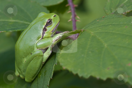 To use this stock image in your creative project, please select the size you need over to the right and click the "Add to Cart" button.
Your downloaded image will come with the Cutcaster watermark removed so don’t worry about the watermark you see on this page. European Tree Frog stock photo, European tree frog haning on to a leaf by Inge Schepers