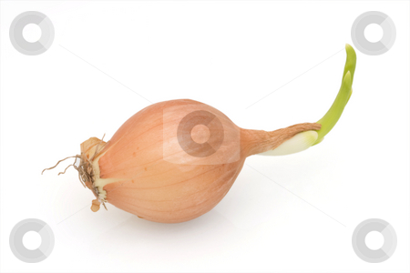 To use this stock image in your creative project, please select the size you need over to the right and click the "Add to Cart" button.
Your downloaded image will come with the Cutcaster watermark removed so don’t worry about the watermark you see on this page. Onion on White stock photo, Onion against a white background by Inge Schepers