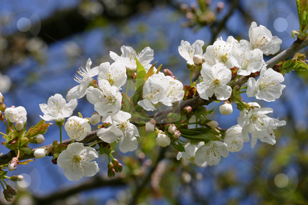 To use this stock image in your creative project, please select the size you need over to the right and click the "Add to Cart" button.
Your downloaded image will come with the Cutcaster watermark removed so don’t worry about the watermark you see on this page. White Apple Blossoms stock photo, White apple blossoms against a blue sky by Inge Schepers