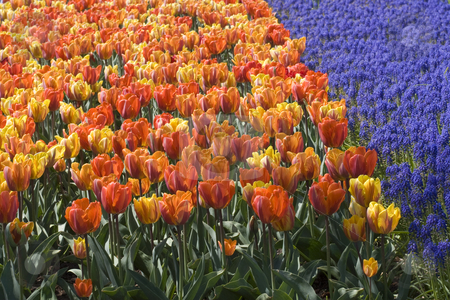 To use this stock image in your creative project, please select the size you need over to the right and click the "Add to Cart" button.
Your downloaded image will come with the Cutcaster watermark removed so don’t worry about the watermark you see on this page. Colorful Dutch Tulips stock photo, Colorful Dutch tulips in Spring by Inge Schepers