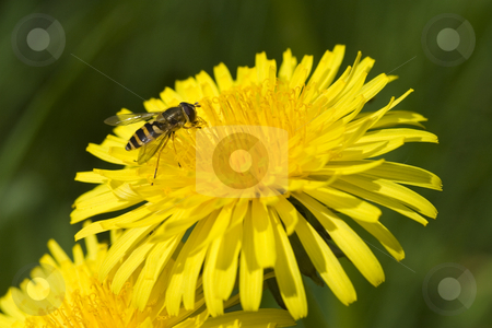 To use this stock image in your creative project, please select the size you need over to the right and click the "Add to Cart" button.
Your downloaded image will come with the Cutcaster watermark removed so don’t worry about the watermark you see on this page. Insect on Dandelion stock photo, Insect on a bright yellow Dandelion flower by Inge Schepers
