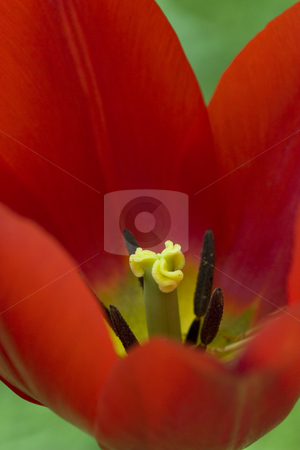 To use this stock image in your creative project, please select the size you need over to the right and click the "Add to Cart" button.
Your downloaded image will come with the Cutcaster watermark removed so don’t worry about the watermark you see on this page. Dutch Tulip Closeup stock photo, Closeup of a red Dutch tulip in Spring by Inge Schepers