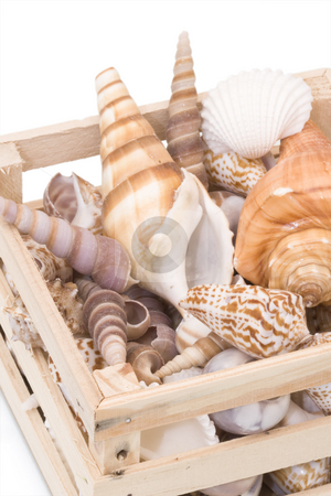 To use this stock image in your creative project, please select the size you need over to the right and click the "Add to Cart" button.
Your downloaded image will come with the Cutcaster watermark removed so don’t worry about the watermark you see on this page. Variety of tropical seashells stock photo, Variety of tropical seashells in s small wooden crate by Inge Schepers