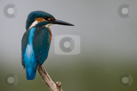 To use this stock image in your creative project, please select the size you need over to the right and click the "Add to Cart" button.
Your downloaded image will come with the Cutcaster watermark removed so don’t worry about the watermark you see on this page. Kingfisher stock photo, Kingfisher (Alcedo Atthis) on the lookout by Inge Schepers