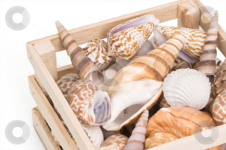 To use this stock image in your creative project, please select the size you need over to the right and click the "Add to Cart" button.
Your downloaded image will come with the Cutcaster watermark removed so don’t worry about the watermark you see on this page. Variety of tropical seashells stock photo, Variety of tropical seashells in s small wooden crate by Inge Schepers