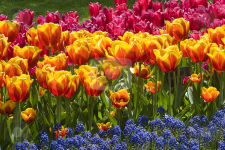 To use this stock image in your creative project, please select the size you need over to the right and click the "Add to Cart" button.
Your downloaded image will come with the Cutcaster watermark removed so don’t worry about the watermark you see on this page. Colorful Dutch Tulips stock photo, Colorful Dutch tulips in Spring by Inge Schepers
