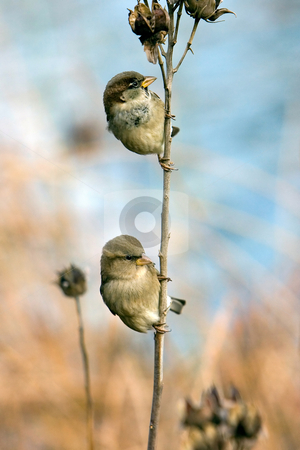 To use this stock image in your creative project, please select the size you need over to the right and click the "Add to Cart" button.
Your downloaded image will come with the Cutcaster watermark removed so don’t worry about the watermark you see on this page. Two Sparrows stock photo, Two house sparrows hanging on one branch. by Paul Hakimata