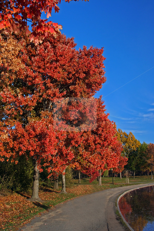 To use this stock image in your creative project, please select the size you need over to the right and click the "Add to Cart" button.
Your downloaded image will come with the Cutcaster watermark removed so don’t worry about the watermark you see on this page. Fall scenery stock photo, Beautiful tree with red leaves as a fall scenery with a path next to it under a deep blue sky by Paul Hakimata