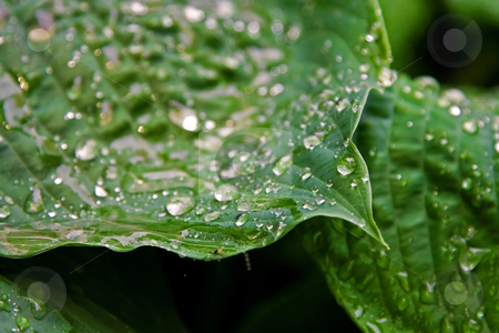 To use this stock image in your creative project, please select the size you need over to the right and click the "Add to Cart" button.
Your downloaded image will come with the Cutcaster watermark removed so don’t worry about the watermark you see on this page. Leaves with water drops stock photo, Big green leaves with drops of water after a rain storm by Paul Hakimata