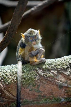 To use this stock image in your creative project, please select the size you need over to the right and click the "Add to Cart" button.
Your downloaded image will come with the Cutcaster watermark removed so don’t worry about the watermark you see on this page. Loneliness stock photo, A baby Wolf's Monkey sitting all alone with an expression of loneliness. by Paul Hakimata
