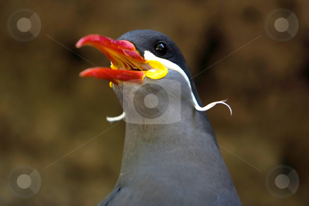 To use this stock image in your creative project, please select the size you need over to the right and click the "Add to Cart" button.
Your downloaded image will come with the Cutcaster watermark removed so don’t worry about the watermark you see on this page. Beautiful Inca Tern stock photo, The beautiful face of an Inca Tern by Paul Hakimata