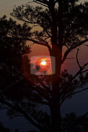 To use this stock image in your creative project, please select the size you need over to the right and click the "Add to Cart" button.
Your downloaded image will come with the Cutcaster watermark removed so don’t worry about the watermark you see on this page. Sunset behind tree stock photo, A beautiful red with yellow sunset behind a pine tree showing its Silhouette by Paul Hakimata