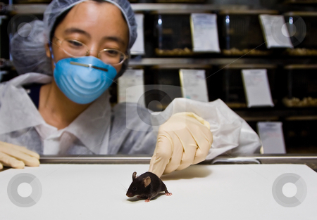 To use this stock image in your creative project, please select the size you need over to the right and click the "Add to Cart" button.
Your downloaded image will come with the Cutcaster watermark removed so don’t worry about the watermark you see on this page. Scientist with black mouse stock photo, A female oriental scientist wearing latex gloves and a blue mask with a cute black C57BL/6 laboratory mouse in her hands by Paul Hakimata