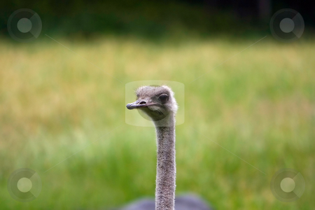 To use this stock image in your creative project, please select the size you need over to the right and click the "Add to Cart" button.
Your downloaded image will come with the Cutcaster watermark removed so don’t worry about the watermark you see on this page. Cute Ostrich face stock photo, An Ostrich's long neck and face on a blurry grass field background. by Paul Hakimata