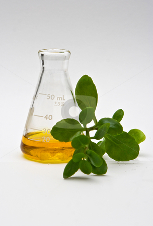 To use this stock image in your creative project, please select the size you need over to the right and click the "Add to Cart" button.
Your downloaded image will come with the Cutcaster watermark removed so don’t worry about the watermark you see on this page. Natural chemistry stock photo, A yellow liquid in a flask with some leaves in the front on a white background by Paul Hakimata