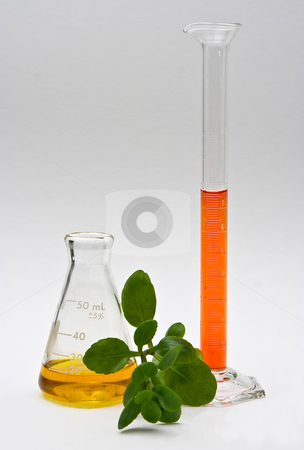To use this stock image in your creative project, please select the size you need over to the right and click the "Add to Cart" button.
Your downloaded image will come with the Cutcaster watermark removed so don’t worry about the watermark you see on this page. Natural chemistry stock photo, A yellow liquid in a flask and orange liquid in a cylinder with some leaves in the front on a white background by Paul Hakimata