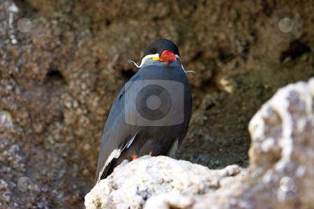 To use this stock image in your creative project, please select the size you need over to the right and click the "Add to Cart" button.
Your downloaded image will come with the Cutcaster watermark removed so don’t worry about the watermark you see on this page. Inca Tern in a cliff stock photo, An Inca Tern sitting in his burrow in a cliff. by Paul Hakimata