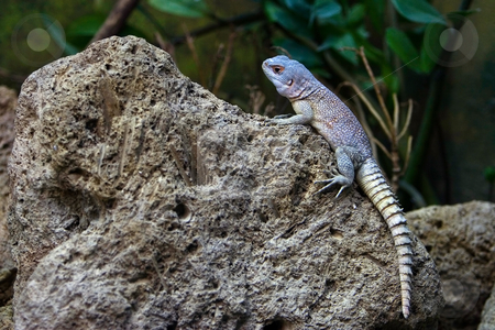 To use this stock image in your creative project, please select the size you need over to the right and click the "Add to Cart" button.
Your downloaded image will come with the Cutcaster watermark removed so don’t worry about the watermark you see on this page. Lizzard on rock stock photo, A Lizzard sitting on a rock. by Paul Hakimata