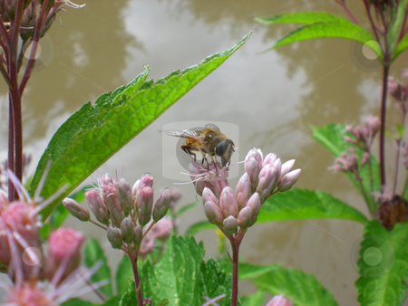 To use this stock image in your creative project, please select the size you need over to the right and click the "Add to Cart" button.
Your downloaded image will come with the Cutcaster watermark removed so don’t worry about the watermark you see on this page. Drone fly sipping nectar stock photo, by J.G. Byers