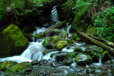 To use this stock image in your creative project, please select the size you need over to the right and click the "Add to Cart" button.
Your downloaded image will come with the Cutcaster watermark removed so don’t worry about the watermark you see on this page. Heavens Garden stock photo, Waterfall in a jungle by Nilanjan Bhattacharya