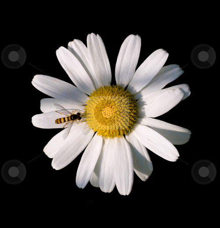 To use this stock image in your creative project, please select the size you need over to the right and click the "Add to Cart" button.
Your downloaded image will come with the Cutcaster watermark removed so don’t worry about the watermark you see on this page. Daisy flower stock photo, Daisy flower and small bee isolated on black by Laurent Dambies