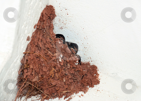To use this stock image in your creative project, please select the size you need over to the right and click the "Add to Cart" button.
Your downloaded image will come with the Cutcaster watermark removed so don’t worry about the watermark you see on this page. Swallow nest stock photo, Three baby bird in nest in corner by Julija Sapic