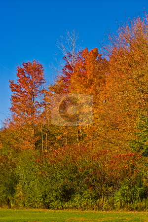 To use this stock image in your creative project, please select the size you need over to the right and click the "Add to Cart" button.
Your downloaded image will come with the Cutcaster watermark removed so don’t worry about the watermark you see on this page. Fall In Canada stock photo, Beautiful cloudless fall day with vibrant colors by Johan Knelsen