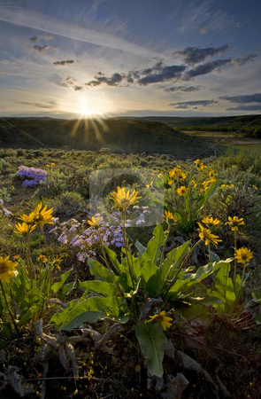 To use this stock image in your creative project, please select the size you need over to the right and click the "Add to Cart" button.
Your downloaded image will come with the Cutcaster watermark removed so don’t worry about the watermark you see on this page. Desert Glory stock photo, Balsamroot and Snowy Phlox dot the colorful desert landscape of Snow Mountain Ranch in the Upper Yakima Valley by Mike Dawson