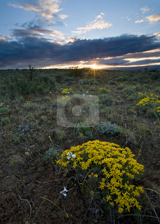 To use this stock image in your creative project, please select the size you need over to the right and click the "Add to Cart" button.
Your downloaded image will come with the Cutcaster watermark removed so don’t worry about the watermark you see on this page. Sunset Kissed stock photo, Narrowleaf Goldenweed glows in the last light of sunset as the sun touches the horizon over Cowiche Mountain in the Yakima Valley by Mike Dawson