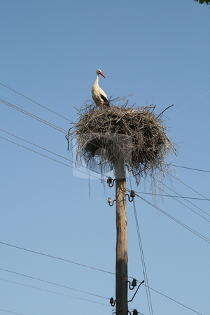 To use this stock image in your creative project, please select the size you need over to the right and click the "Add to Cart" button.
Your downloaded image will come with the Cutcaster watermark removed so don’t worry about the watermark you see on this page. Big white stork on the nest. stock photo, Big white stork on the nest which standing on the wood column with wiring against a blue
sky background. by Viachaslau Barysevich