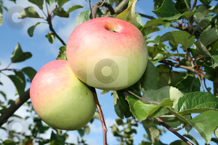 To use this stock image in your creative project, please select the size you need over to the right and click the "Add to Cart" button.
Your downloaded image will come with the Cutcaster watermark removed so don’t worry about the watermark you see on this page. The two rose apples on the branch. stock photo, The two rose
apples on the branch with green foliage against a blue sky background. by Viachaslau Barysevich