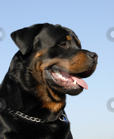 To use this stock image in your creative project, please select the size you need over to the right and click the "Add to Cart" button.
Your downloaded image will come with the Cutcaster watermark removed so don’t worry about the watermark you see on this page. Rottweiler stock photo, Portrait of a beautiful purebred rottweiler: cute watching dog by Bonzami Emmanuelle