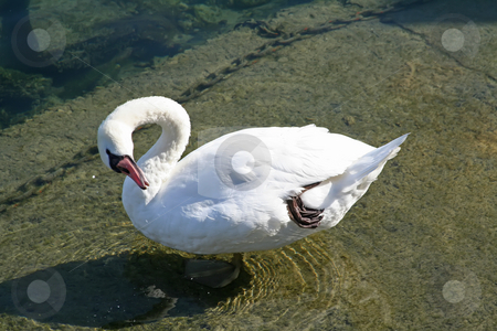 To use this stock image in your creative project, please select the size you need over to the right and click the "Add to Cart" button.
Your downloaded image will come with the Cutcaster watermark removed so don’t worry about the watermark you see on this page. Swan preening stock photo, Swan preening and cleaning itself with its beak by Kheng Guan Toh