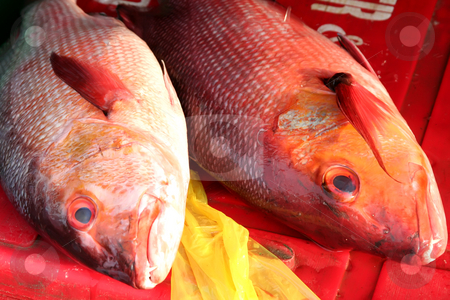 To use this stock image in your creative project, please select the size you need over to the right and click the "Add to Cart" button.
Your downloaded image will come with the Cutcaster watermark removed so don’t worry about the watermark you see on this page. Fish market stock photo, Whole fresh raw fish presented for sale in market by Kheng Guan Toh