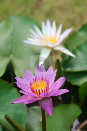 To use this stock image in your creative project, please select the size you need over to the right and click the "Add to Cart" button.
Your downloaded image will come with the Cutcaster watermark removed so don’t worry about the watermark you see on this page. Lotus flower stock photo, Water lotus waterlily aquatic flower plant by Kheng Guan Toh