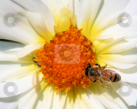 To use this stock image in your creative project, please select the size you need over to the right and click the "Add to Cart" button.
Your downloaded image will come with the Cutcaster watermark removed so don’t worry about the watermark you see on this page. Bee on Daisy stock photo, Honeybee gathering pollen on a white and orange flower by Rosi Berry