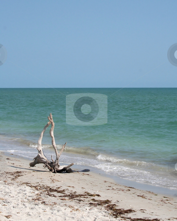 To use this stock image in your creative project, please select the size you need over to the right and click the "Add to Cart" button.
Your downloaded image will come with the Cutcaster watermark removed so don’t worry about the watermark you see on this page. Driftwood on the Beach stock photo, by Rosi Berry