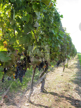 To use this stock image in your creative project, please select the size you need over to the right and click the "Add to Cart" button.
Your downloaded image will come with the Cutcaster watermark removed so don’t worry about the watermark you see on this page. Harvest Ready Grapes stock photo, Purple grapes ready for harvest at the vineyard by Rosi Berry