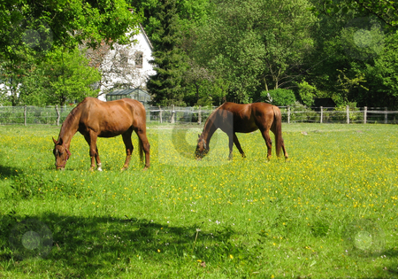 To use this stock image in your creative project, please select the size you need over to the right and click the "Add to Cart" button.
Your downloaded image will come with the Cutcaster watermark removed so don’t worry about the watermark you see on this page. Horses Grazing in Spring Pasture stock photo, Two horses grazing in green pasture in springtime by Rosi Berry