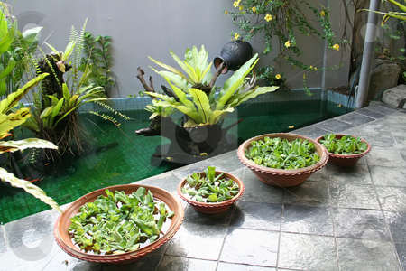 To use this stock image in your creative project, please select the size you need over to the right and click the "Add to Cart" button.
Your downloaded image will come with the Cutcaster watermark removed so don’t worry about the watermark you see on this page. Balinese decor plants stock photo, Pot with floating plants in Balinese architectural style by Kheng Guan Toh