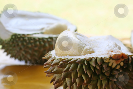 To use this stock image in your creative project, please select the size you need over to the right and click the "Add to Cart" button.
Your downloaded image will come with the Cutcaster watermark removed so don’t worry about the watermark you see on this page. Durian fruit stock photo, Fresh open durian fruit fresh tropical exotic by Kheng Guan Toh