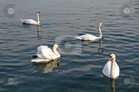 To use this stock image in your creative project, please select the size you need over to the right and click the "Add to Cart" button.
Your downloaded image will come with the Cutcaster watermark removed so don’t worry about the watermark you see on this page. Swans swimming stock photo, Group of swans swimming together on a lake by Kheng Guan Toh