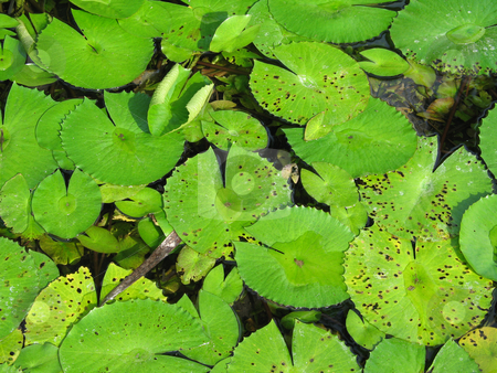 To use this stock image in your creative project, please select the size you need over to the right and click the "Add to Cart" button.
Your downloaded image will come with the Cutcaster watermark removed so don’t worry about the watermark you see on this page. Water lily pads stock photo, by Mbudley Mbudley