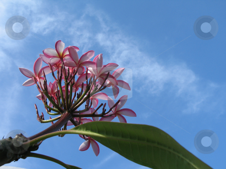 To use this stock image in your creative project, please select the size you need over to the right and click the "Add to Cart" button.
Your downloaded image will come with the Cutcaster watermark removed so don’t worry about the watermark you see on this page. Pink flowers in the blue sky stock photo, by Mbudley Mbudley