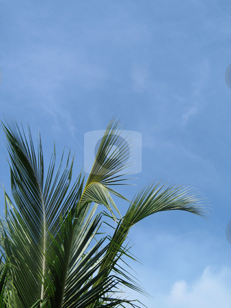 To use this stock image in your creative project, please select the size you need over to the right and click the "Add to Cart" button.
Your downloaded image will come with the Cutcaster watermark removed so don’t worry about the watermark you see on this page. Palm tree stock photo, by Mbudley Mbudley