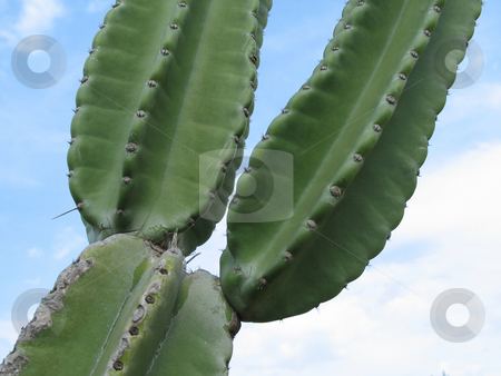 To use this stock image in your creative project, please select the size you need over to the right and click the "Add to Cart" button.
Your downloaded image will come with the Cutcaster watermark removed so don’t worry about the watermark you see on this page. Green cactus stock photo, by Mbudley Mbudley